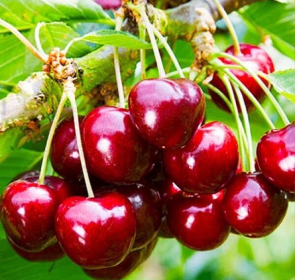 рф привласнила український бренд “Мелітопольська черешня”