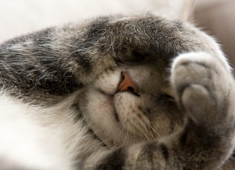 Кошачьи секреты: что скрывают ваши любимцы? Кошачьи секреты: что скрывают ваши любимцы?