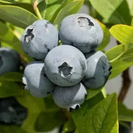 Як вибрати саджанці лохини: покроковий посібник для успішного врожаю