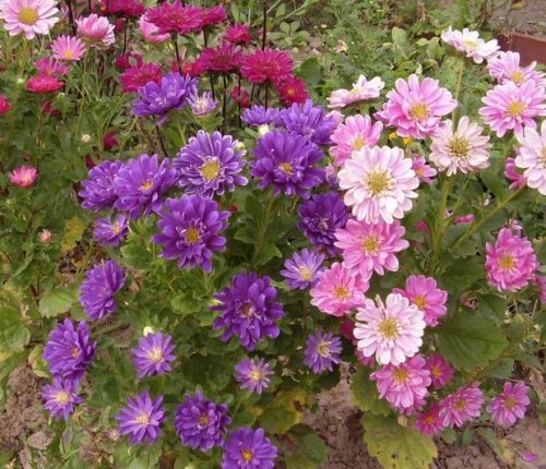 Календар дачника Чим зайнятися у вересні?