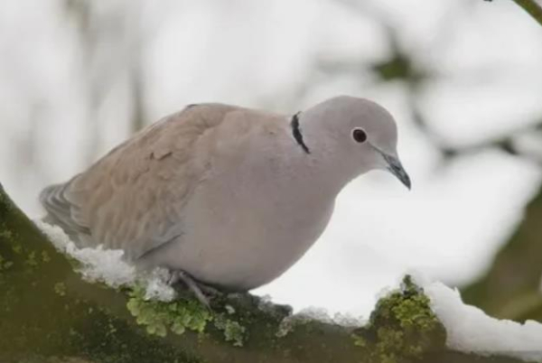 Календар дачника Чим зайнятися у грудні?
