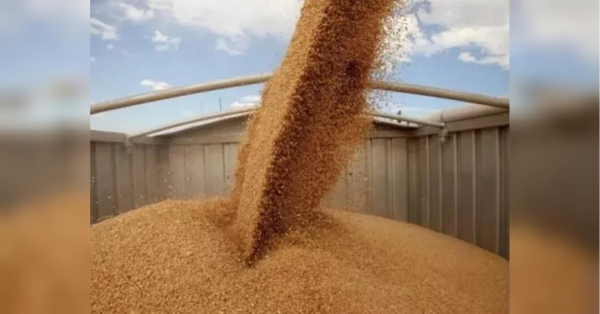 Мільйонні шахрайства: як злочинці обдирають українських аграріїв — журналістські розслідування