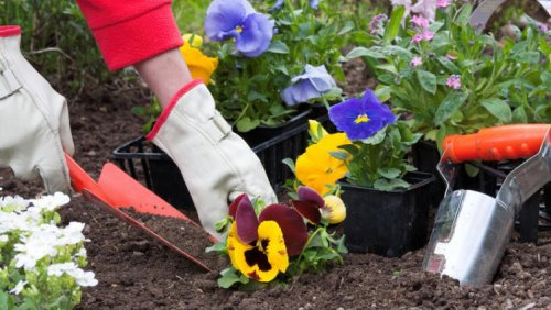 Квітниковий старт: Обираємо рослини для березневої та квітневої висадки