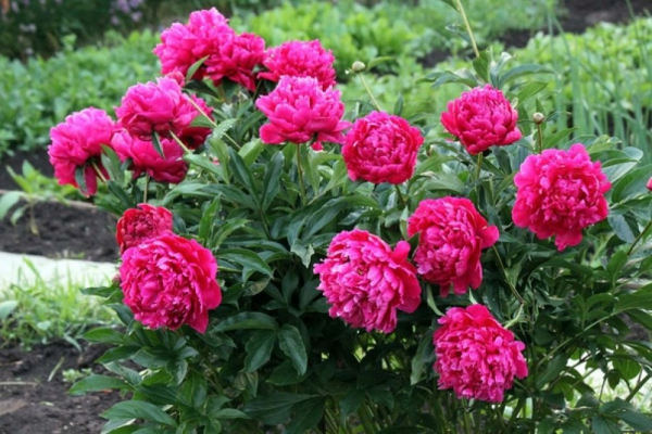 Як домогтися безперервного цвітіння саду з весни до осені: поради експертів