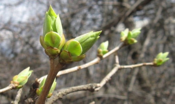 Що встигнути зробити до появи бруньок: садівничі поради