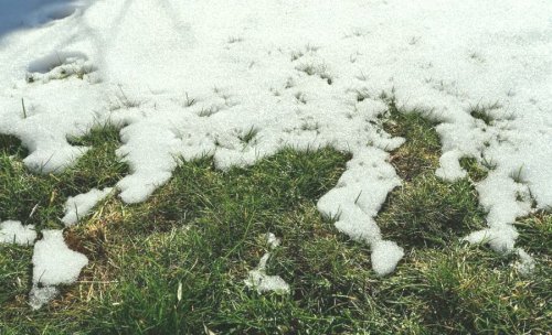 Які весняні роботи рятують ваш газон?