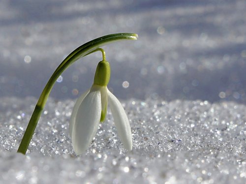 Квітневий календар садівника: що робити на городі та в саду?