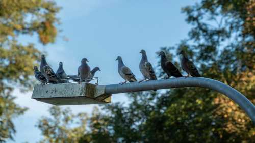Розкрий таємниці міських заторів: дорогі авто та жваві кав’ярні Розкрий таємниці міських заторів: дорогі авто та жваві кав’ярні