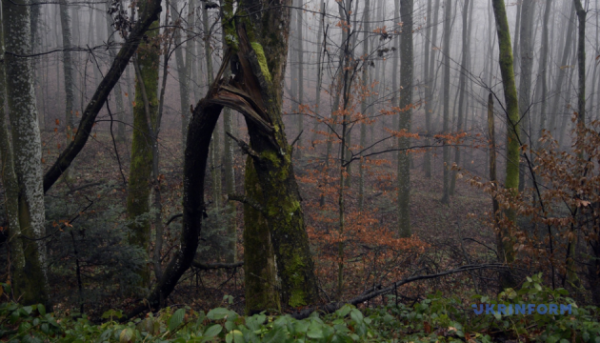 Тисячолітній ліс біля Буковелю повернуто державі: як це сталося