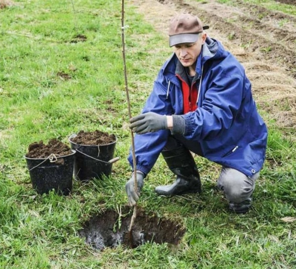 Геніальний спосіб привести присадибну ділянку в порядок після зими, про який ви ще не знали! Як легко повернути їй весняний блиск. Хитрість, що економить час і сили.