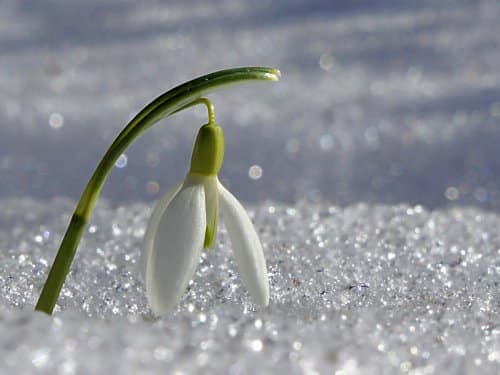 Геніальний спосіб підготуватися до дачного сезону: чим зайнятися в березні, ви про це не знали! Як легко зробити ваш город мрії. Хитрощі, що економлять час для кожного дачника.