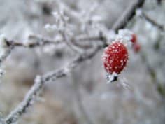 Геніальний спосіб захистити сад від зимових морозів: ви про це не знали! Як легко зберегти рослини, і ця хитрість, що економить час, вам точно сподобається!