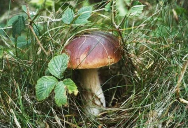 Геніальний спосіб створити ідеальну ґрунт на вашому дачній ділянці: ви про це не знали! Як легко покращити землю, використовуючи хитрість, що економить час.