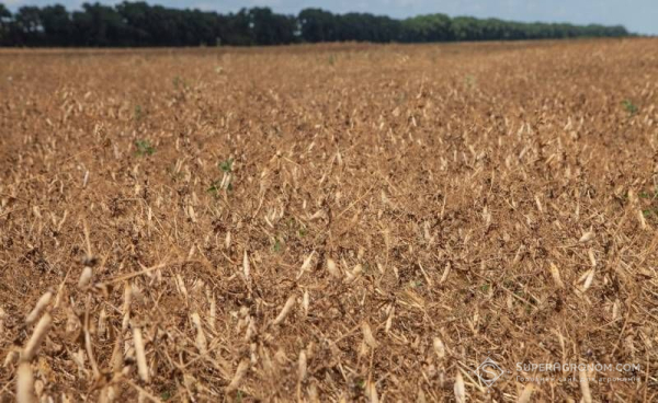 Аграрії пройшли екватор збору гороху: зібрано 41% посівних площ