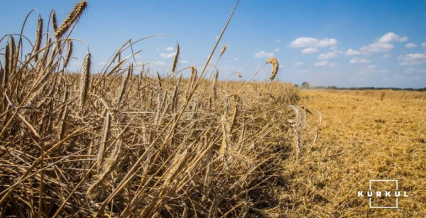 Українське жито втрачає позиції: експерт пояснює причини