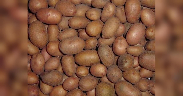 Улюблений українцями продукт: ціна впала на 15% за тиждень, але є “але”