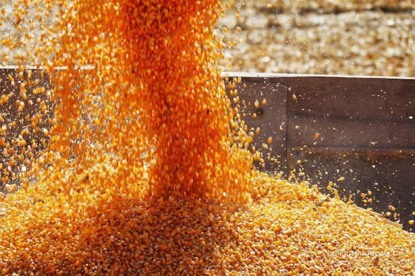 Британські фермери виставляють господарства на продаж через ціновий шок пального