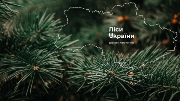 “Телент Едвайзорс” виграв відбір на пошук гендиректора ДП “Ліси України”