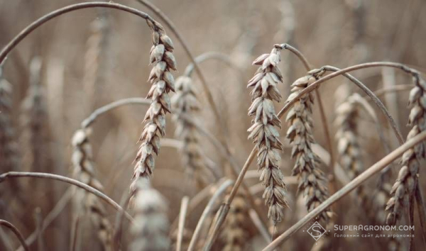 Застосунок “SuperAgronom” діагностує хвороби колоса та захищає ваші зернові.