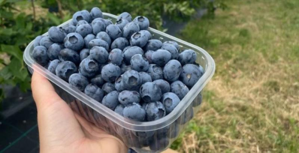 Тунельне вирощування blueberries: київські фермери святкують рекордний урожай Дюк