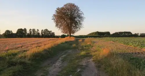 Як компанії маніпулюють цінами на землю: інвестори у пастці