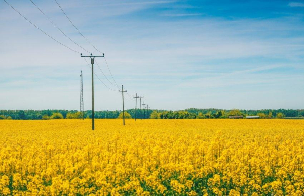 Ріпак в Україні Додатковим фактором стала ескалація атак РФ на цивільне судноплавство в Чорному морі