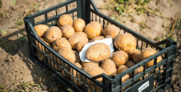Картопля в Україні: очікуйте вищих цін через неврожай – Прогноз від “КУРКУЛЬ”
