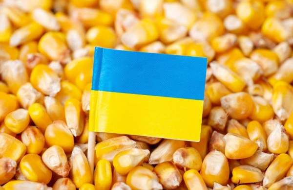 Кукурудза в Україні Експортні ціни на кукурудзу в Україні знизилися на 500–600 грн за тонну