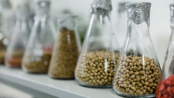 Висохлі поля: дефіцит вологи загрожує врожаю картоплі 2026, прогнози цін невизначені