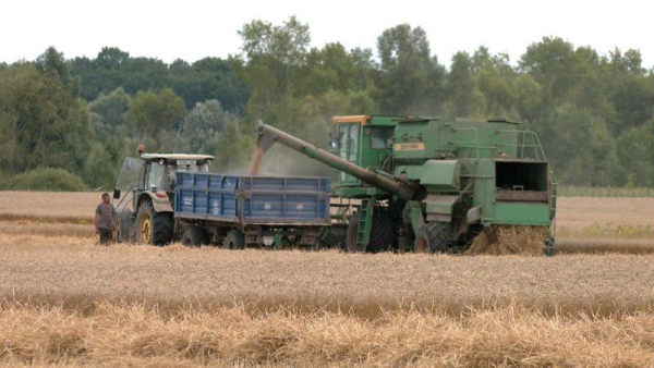 Збираємо рекордний урожай пшениці: чому ціни падають удвічі?