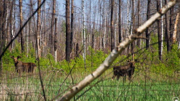 Мінекономіки: 1,4 мільйона гривень – збитки від незаконного джипінгу та проїзду заповідниками у 2026