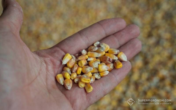 Кукурудза стрімко дешевшає: попит обвалив ціни до 7900-9600 грн/т