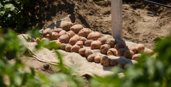 На Волині запрацював інноваційний кластер для розвитку картоплярства