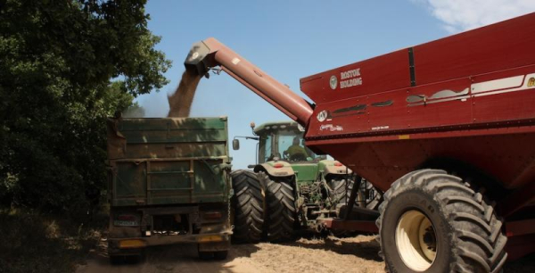 Зібрано ячмінь: українські аграрії завершили жнива на полях п’яти областей