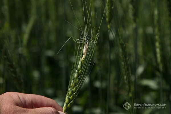 Фузаріоз колоса атакує зернові: виявили спалах у чотирьох областях