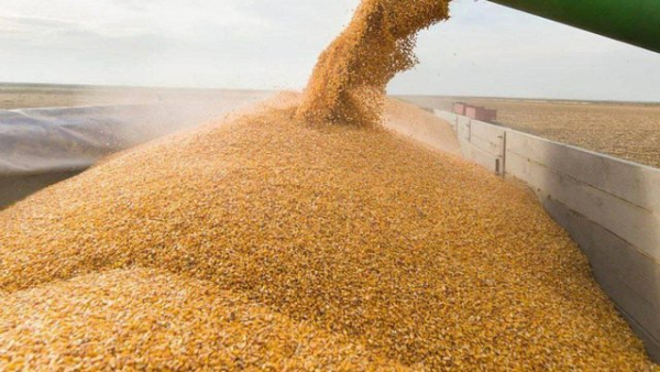 Україна домовляється з сусідами про розширення експорту зерна на світові ринки