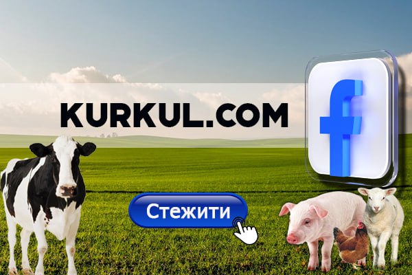 Терміновий продаж лохини: як не втратити прибуток — КуРКуль