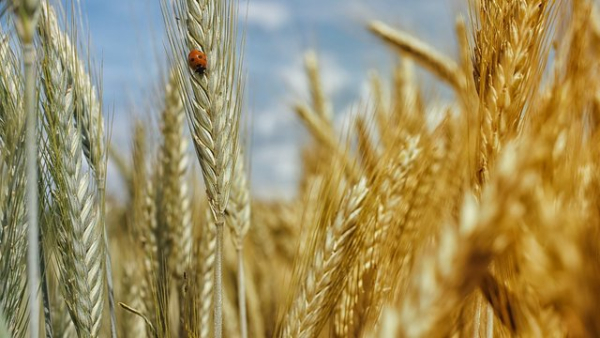 Аграрії прифронтових зон: Мінагрополітики готує компенсації до 10,46 тис. грн/га у 2027 році