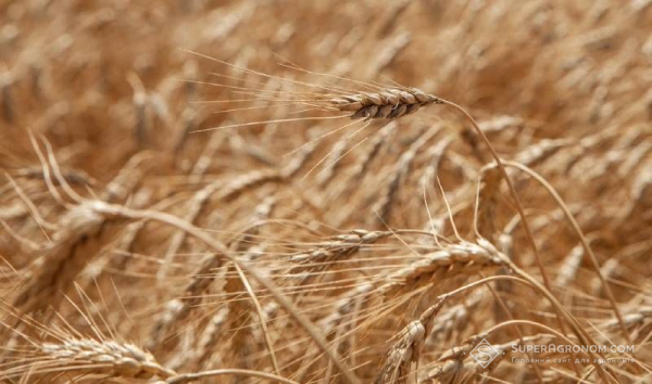 Криза в Канзасі: фермери переживають найгірший урожай пшениці за 70 років