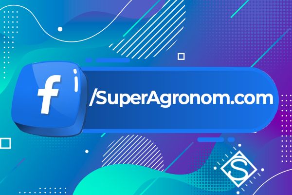 Соя 2026: експерти SuperAgronom.com назвали зерно, що принесе максимум прибутку експортерам
