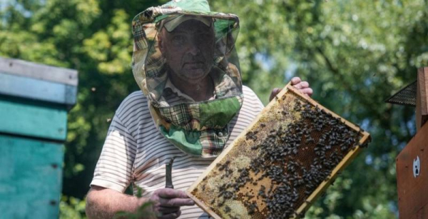 Сумщина – рай для бджіл: пасічник пояснив, чому війна не зупинила його бізнес