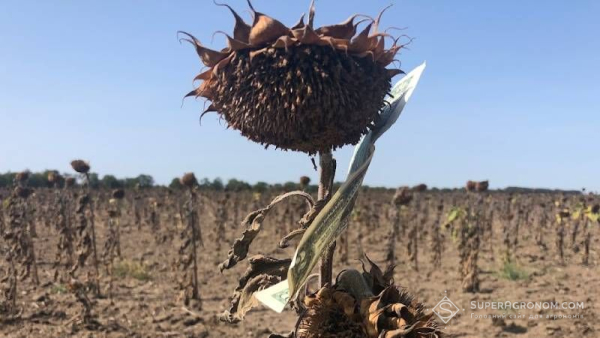 На Миколаївщині стартували жнива соняшнику: дізнайтеся про перші результати врожайності