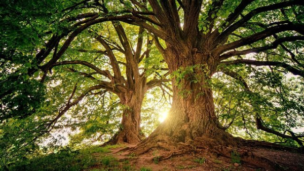 Лісгоспи повернулися під крило Мінагрополітики: уряд затвердив нову програму