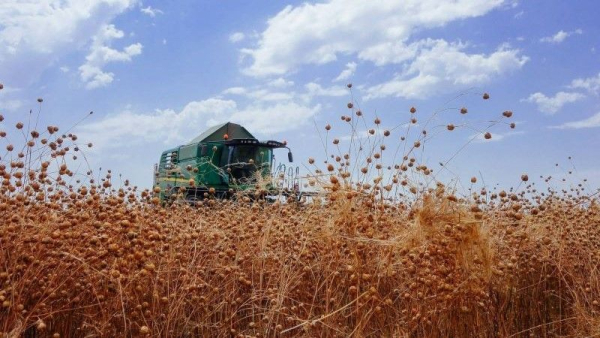 Одещина вражає: льон олійний на verti-till дав 2 т/га урожаю