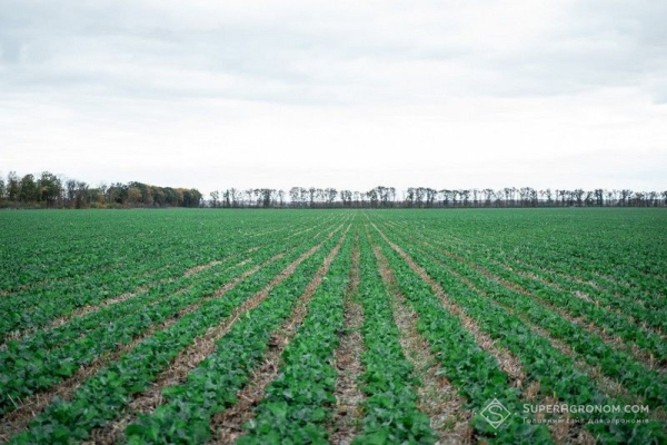 Strip-till з покривними культурами: зменшуємо обробки сої до мінімуму