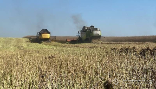 Аграрії Сумщини збирають рекордний урожай ріпаку, попри загрозу дронів: дізнайтеся про ціни та врожайність