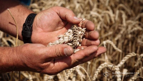 Зібрано врожай ранніх зернових на Миколаївщині: аграрії святкують успіх та спостерігають за змінами цін
