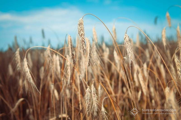 Жито за No-Till: 5,6 т/га врожаю на бідних ґрунтах – досвід SuperAgronom.com