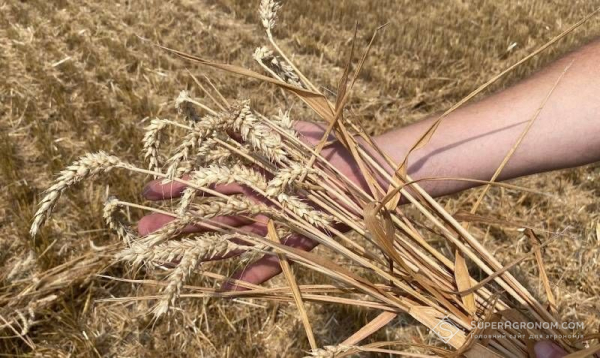 Київщина зібрала на 17% більше пшениці: врожайність сягнула рекордних 6,14 т/га