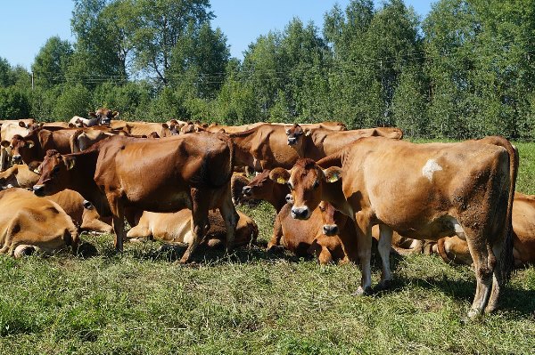 Черкаська ферма впроваджує ШІ для оптимізації виробництва молока